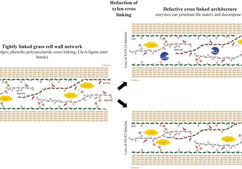 Reduction of xylan cross linking