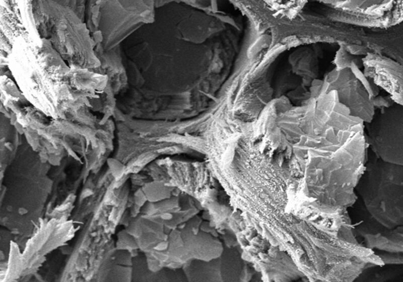 Cryo-scanning electron microscopy (cryo-SEM) analysis of a spruce stem section