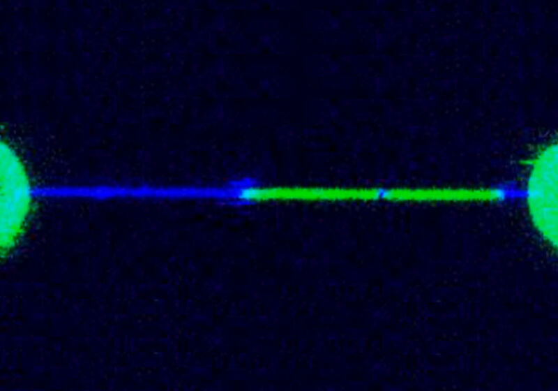 2D image showing double-stranded DNA (green) melting under tension to single-stranded DNA (blue).