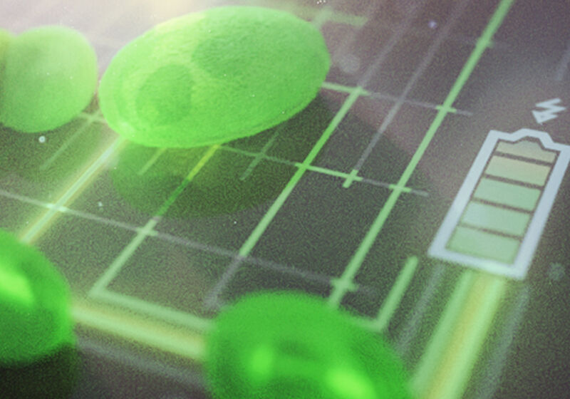 Artist's impression of a biophotovoltaic cell