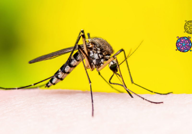 Mosquito and Virus