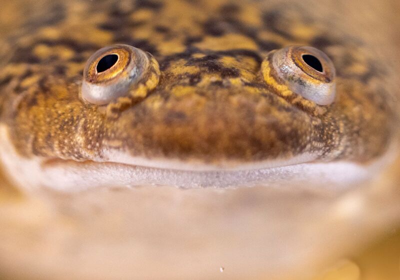 Adult African Clawed Frog. Photo: Xenbase.