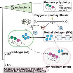 Graphical abstract