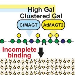 Fig. 6: Summary of substrate specificity of MAGT and effect of galactosylation on AcGGM-cellulose interaction