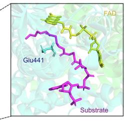 Fig. 5a: Overall structure of the FadE1 acyl-CoA dehydrogenase from PA and differences in the substrate-binding cavities of FadE1 and FadE2.