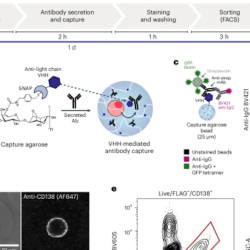 Fig. 1: Workflow for high-throughput functional analysis of antibodies secreted by single cells.