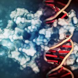 An artist's impression of a transcription factor binding to DNA