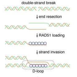 Figure 1, A-D