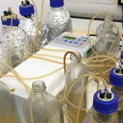 Laboratory model of human airways.