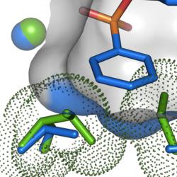 Cut-through representation of a P.aeruginosa arylsulfatase mutant, binding the newly evolved phosphonate monoester substrate.
