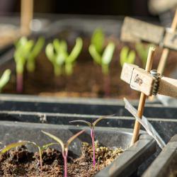 Young plants in growing trays.