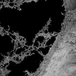 Rhodopseudomonas palustris bacteria on a carbon foam electrode