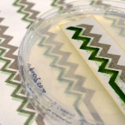 A printed cyanobacteria bioelectrode