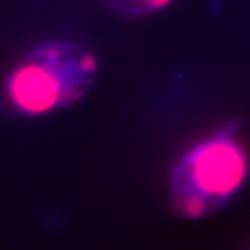 Genetically modified dinoflagellate algae