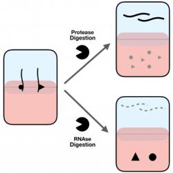 Schematic representation of the OOPS method.