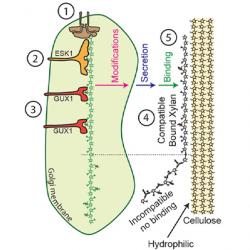 Model for the binding of xylan to cellulose
