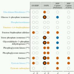 RNA interactors in Escherichia coli identified by OOPS.