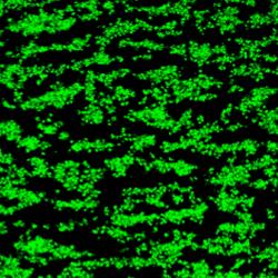 Platelet thrombi formed on collagen without MMP-13
