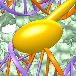 Transcription factors can prefer one orientation over others when binding to nucleosomal DNA.