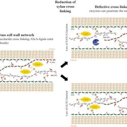 Reduction of xylan cross linking