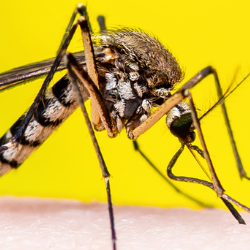 Mosquito and Virus