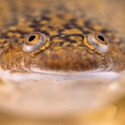 Adult African Clawed Frog. Photo: Xenbase.