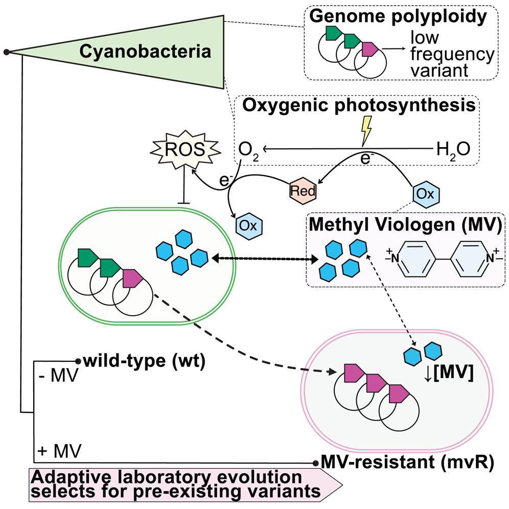 Graphical abstract Graphical abstract