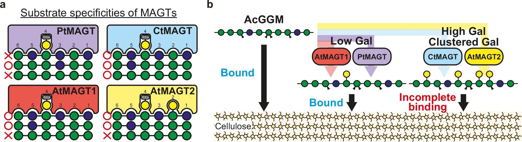 Fig. 6: Summary of substrate specificity of MAGT and effect of galactosylation on AcGGM-cellulose interaction Fig. 6: Summary of substrate specificity of MAGT and effect of galactosylation on AcGGM-cellulose interaction
