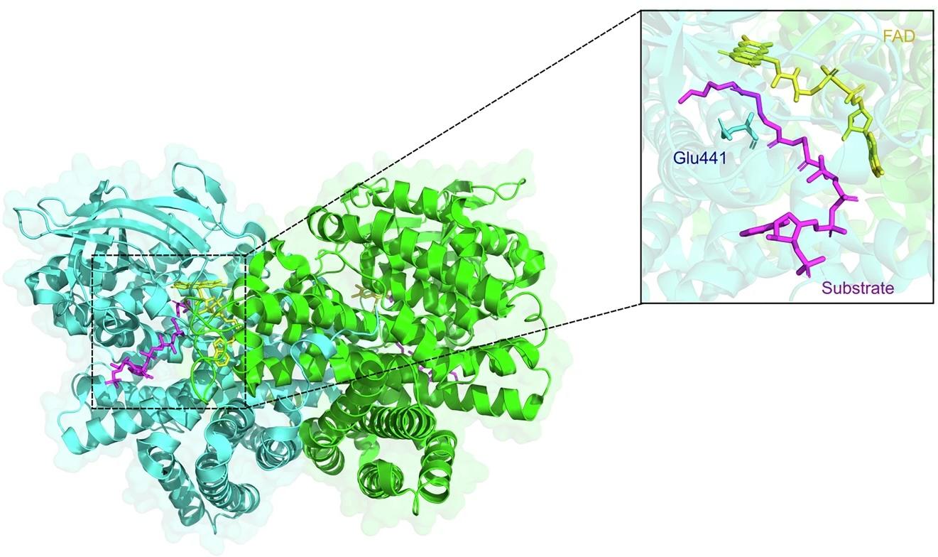 Fig. 5a: Overall structure of the FadE1 acyl-CoA dehydrogenase from PA and differences in the substrate-binding cavities of FadE1 and FadE2. Fig. 5a: Overall structure of the FadE1 acyl-CoA dehydrogenase from PA and differences in the substrate-binding cavities of FadE1 and FadE2.
