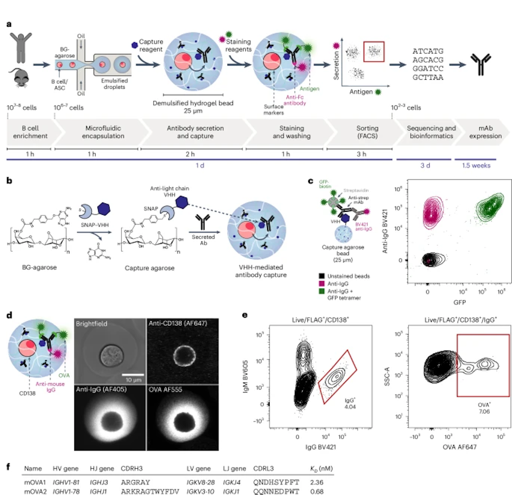 Fig. 1: Workflow for high-throughput functional analysis of antibodies secreted by single cells. Fig. 1: Workflow for high-throughput functional analysis of antibodies secreted by single cells.