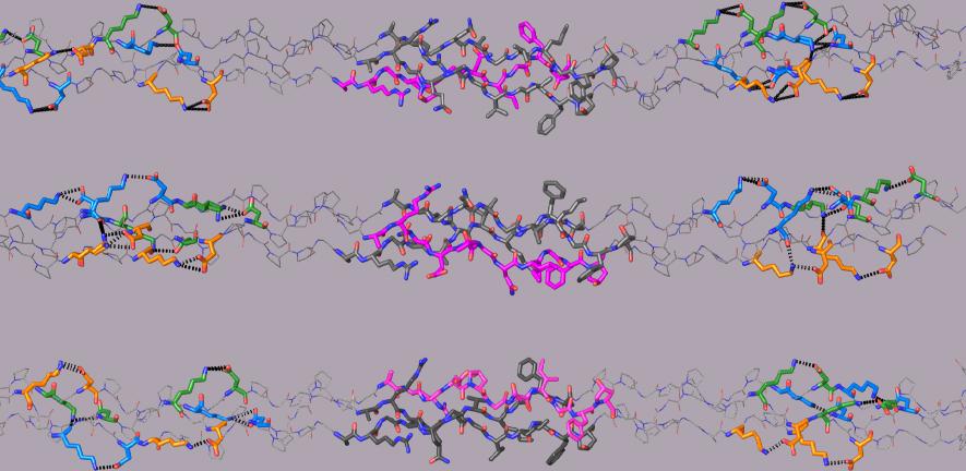 Crystal structures of the three computationally-designed triple-helical collagen peptides that mimic the three possible COL1 molecular structures.