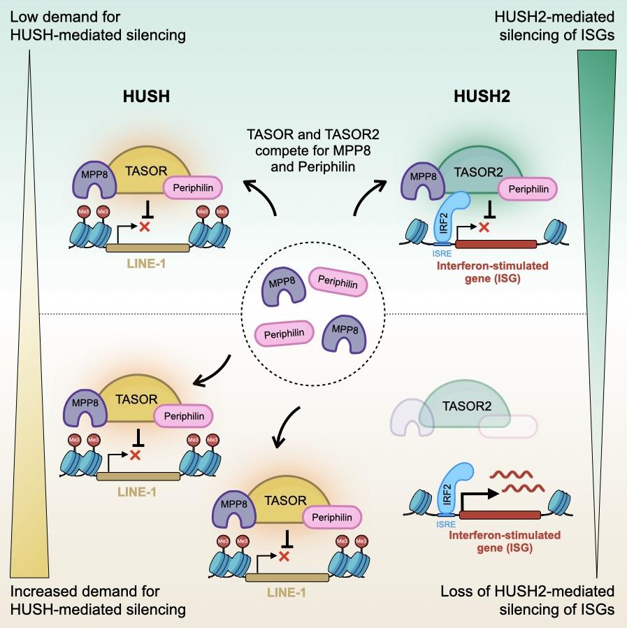 Graphical abstract from the article Graphical abstract from the article