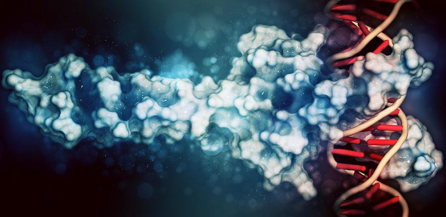 An artist's impression of a transcription factor binding to DNA An artist's impression of a transcription factor binding to DNA