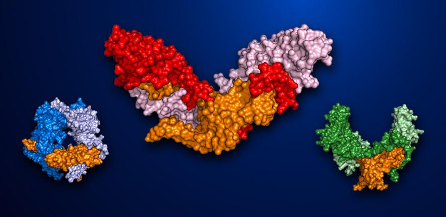Protein structures for pro-TGF-β1, pro-myostatin and pro-activin A Protein structures for pro-TGF-β1, pro-myostatin and pro-activin A