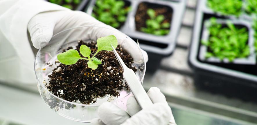The model plant, Arabidopsis thaliana The model plant, Arabidopsis thaliana
