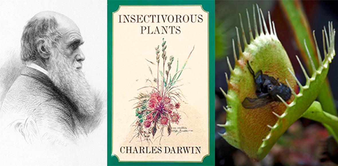 Carnivorous Plants Event Carnivorous Plants Event