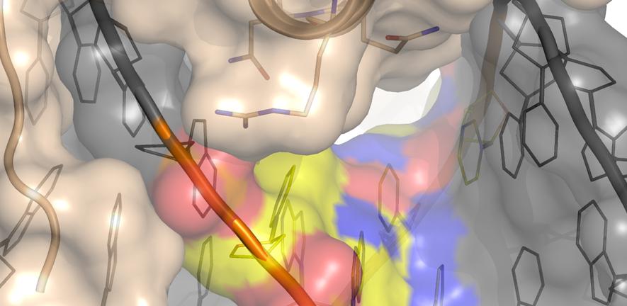 Surface representation of the HOXB13 transcription factor binding DNA Surface representation of the HOXB13 transcription factor binding DNA