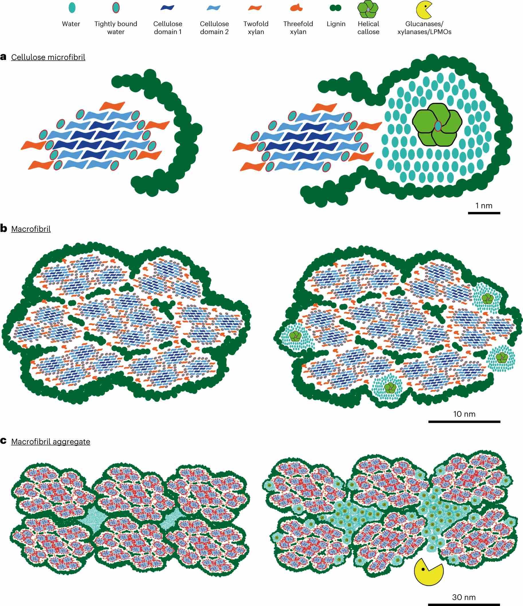 Fig. 5: Model of action for callose integration in lignocellulosic biomass. From: Ectopic callose deposition into woody biomass modulates the nano-architecture of macrofibrils Fig. 5: Model of action for callose integration in lignocellulosic biomass. From: Ectopic callose deposition into woody biomass modulates the nano-architecture of macrofibrils