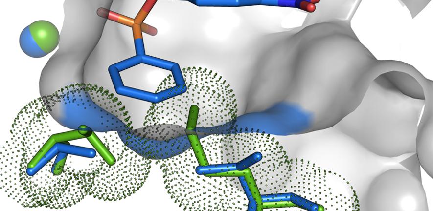 Cut-through representation of a P.aeruginosa arylsulfatase mutant, binding the newly evolved phosphonate monoester substrate. Cut-through representation of a P.aeruginosa arylsulfatase mutant, binding the newly evolved phosphonate monoester substrate.