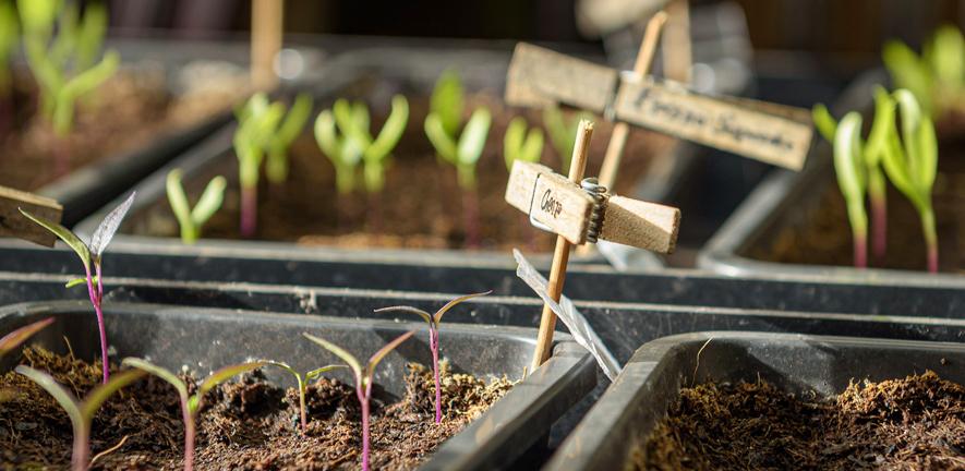 Young plants in growing trays. Young plants in growing trays.
