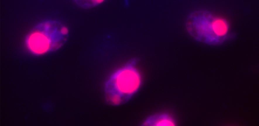 Genetically modified dinoflagellate algae Genetically modified dinoflagellate algae