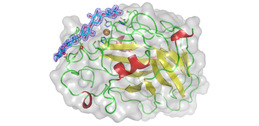Structure of the LsAA9A enzyme bound to a carbohydrate chain Structure of the LsAA9A enzyme bound to a carbohydrate chain