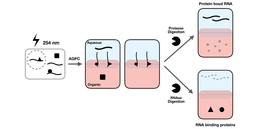 Schematic representation of the OOPS method. Schematic representation of the OOPS method.