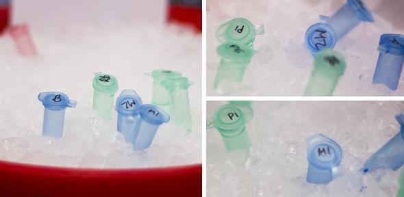 Specimen Header2.jpg Specimen Header2.jpg
