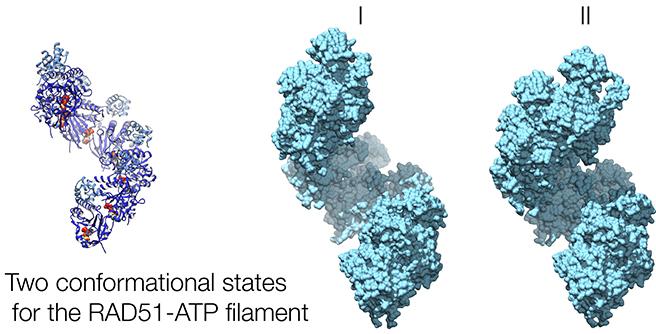 hRAD51-ATP filament hRAD51-ATP filament