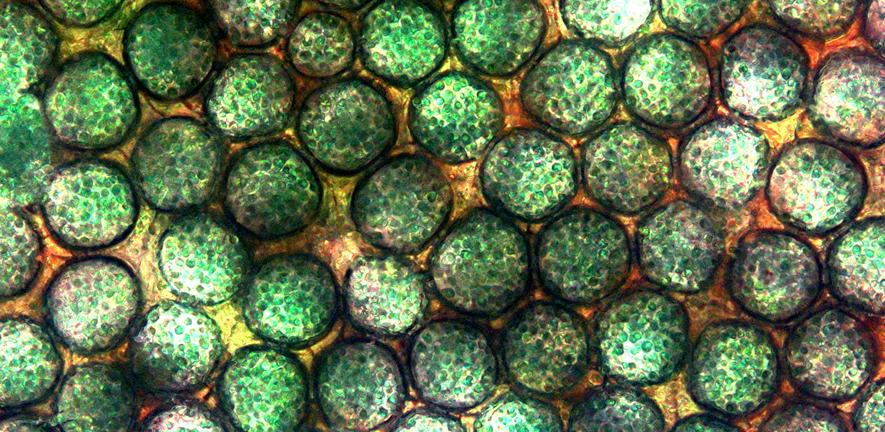 A microporous electrode showing pores with a typical diameter of tens of nanometres populated by photosynthetic bacterial cells A microporous electrode showing pores with a typical diameter of tens of nanometres populated by photosynthetic bacterial cells