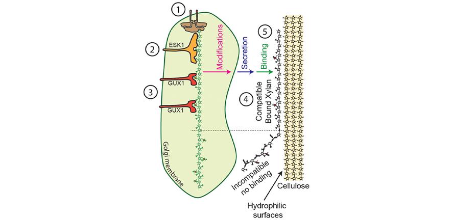 Model for the binding of xylan to cellulose