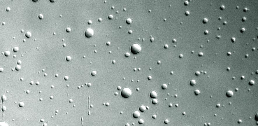Phase-separated dense liquid droplets formed from histone H1 C-terminal tail/DNA complexes