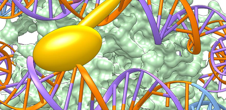 Transcription factors can prefer one orientation over others when binding to nucleosomal DNA