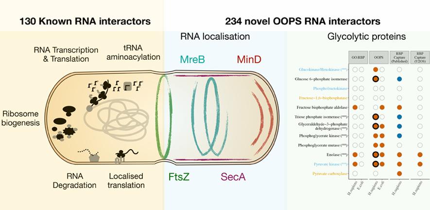 RNA interactors in Escherichia coli identified by OOPS. RNA interactors in Escherichia coli identified by OOPS.